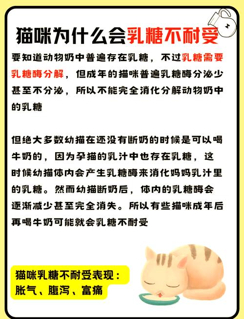 猫咪为什么不可以喝牛奶