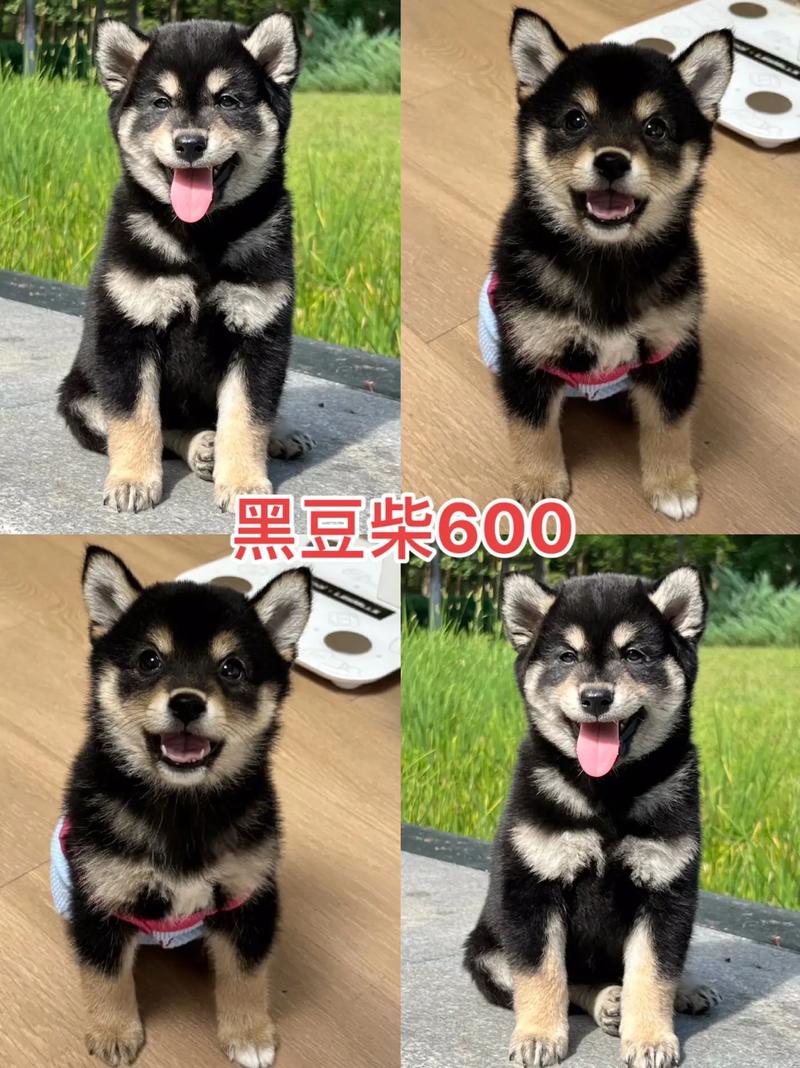 狗狗吃黑豆会怎么样