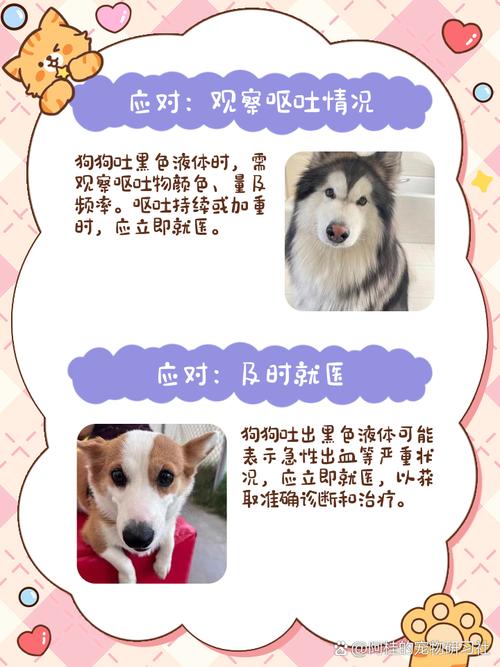 狗狗吃了生黑豆拉大便了可以喂水喂饭吗