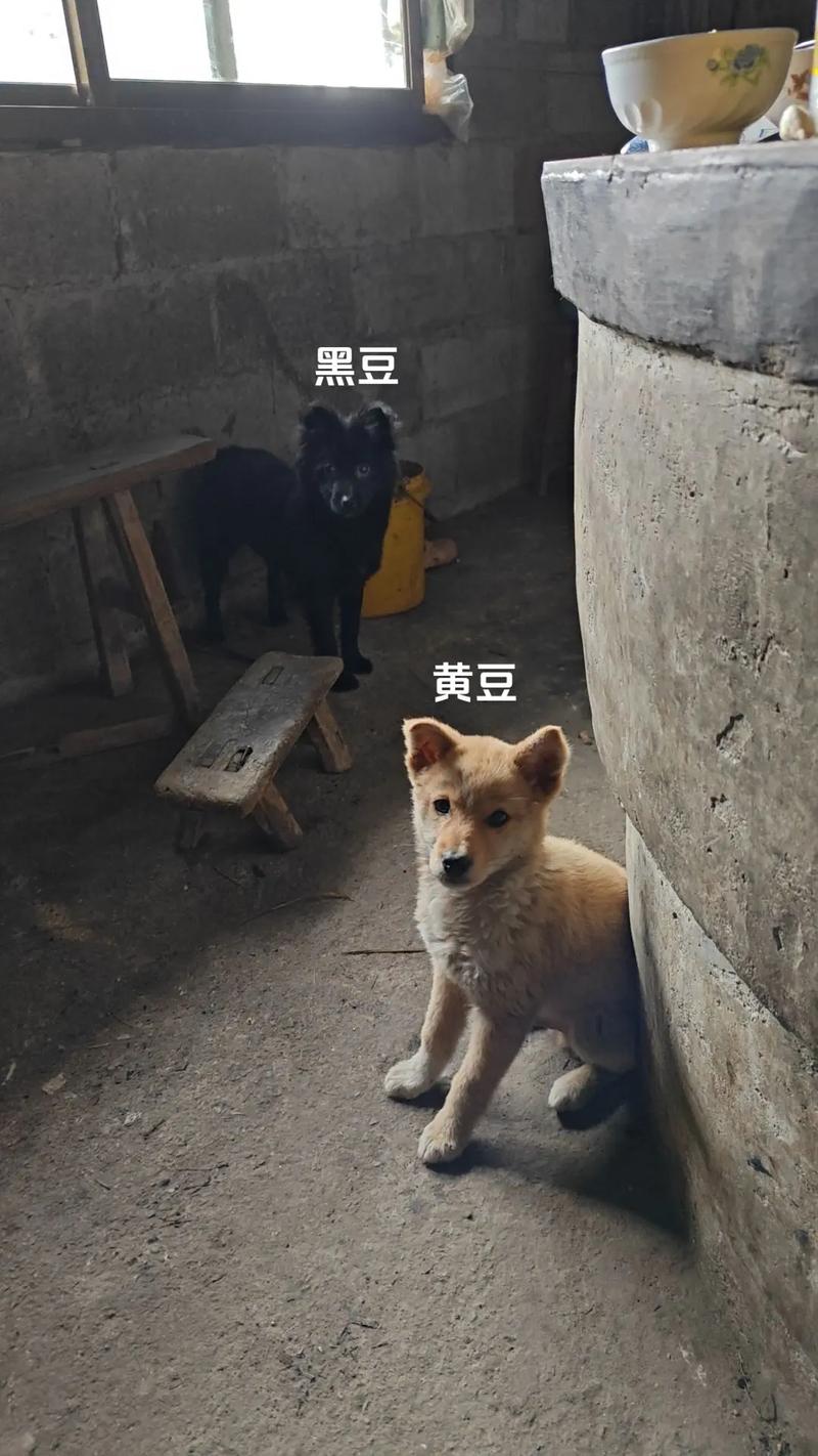 为什么狗狗不能吃黑豆