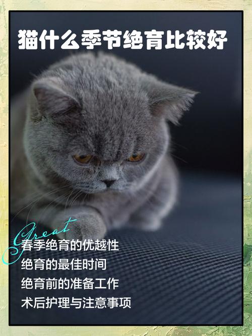 猫咪什么时候绝育好