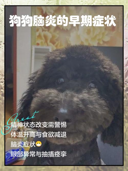 狗狗为什么会突然脑炎