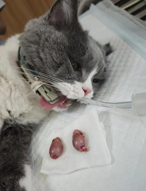 猫咪绝育手术是怎么做呢?