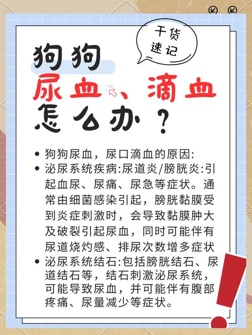 狗狗前列腺肿大尿血怎么治疗