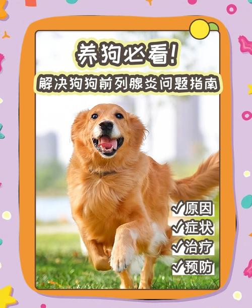 狗狗前列腺肿大的症状