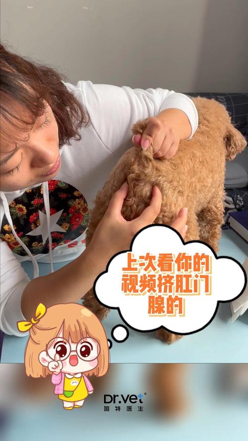 狗为什么要挤肛门腺