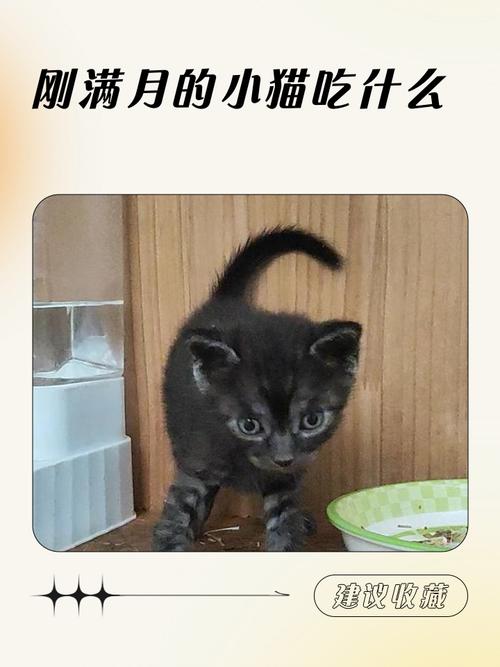 刚满月的小猫吃什么?
