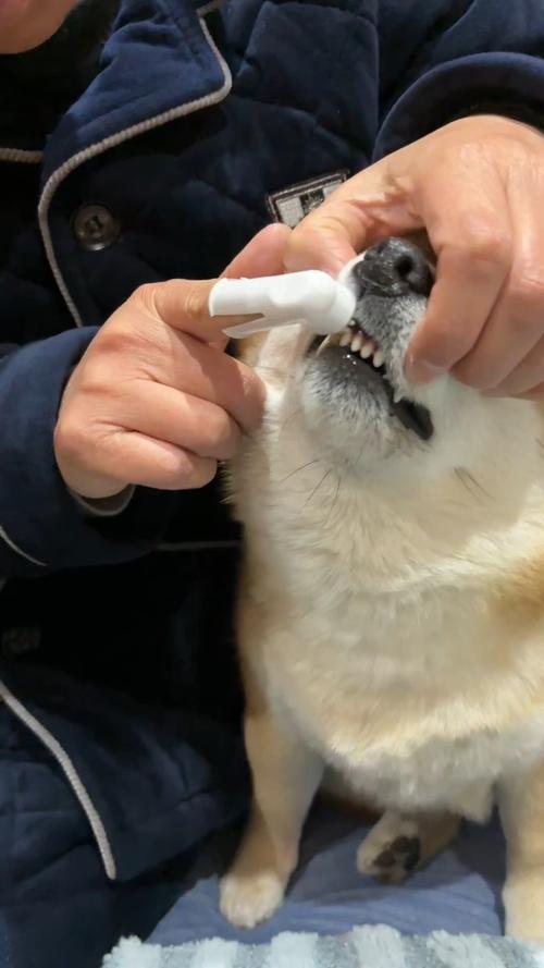 狗狗能吃牙膏吗