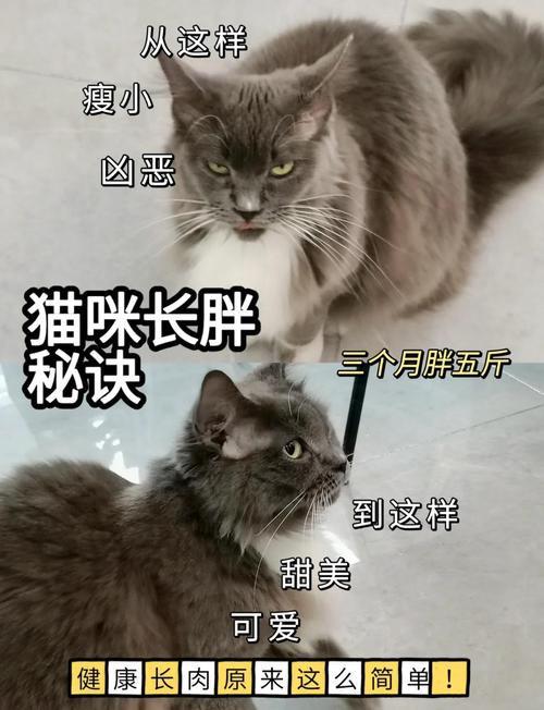 猫咪太瘦了怎么增肥