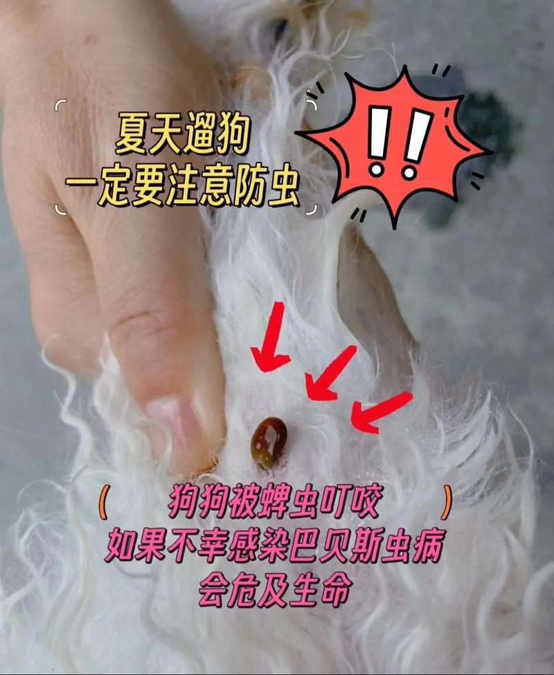 如果狗狗被蜱虫咬,狗狗会死吗?