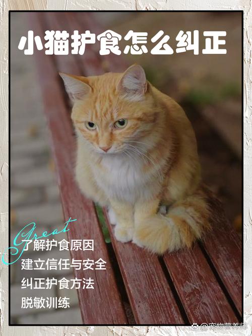 一个多月猫咪护食怎么办?