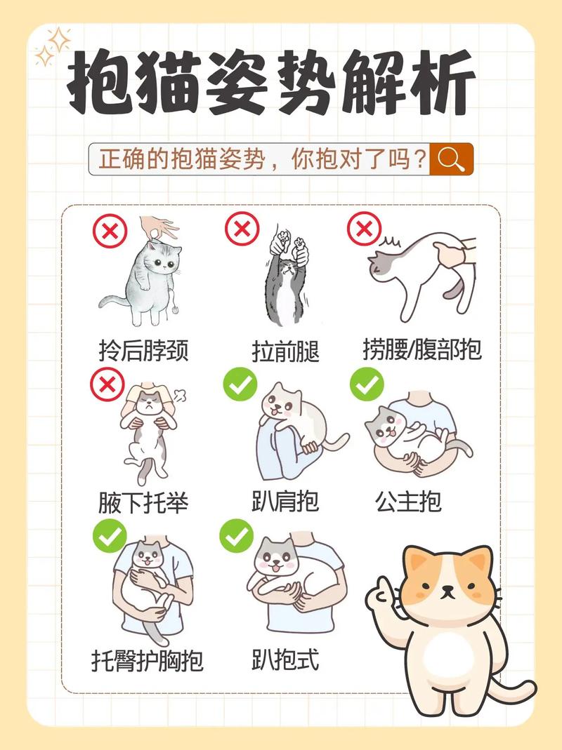 猫咪一抱就挣扎发抖,一摸就躲就生气还有护食的毛病,应该怎么办呢?