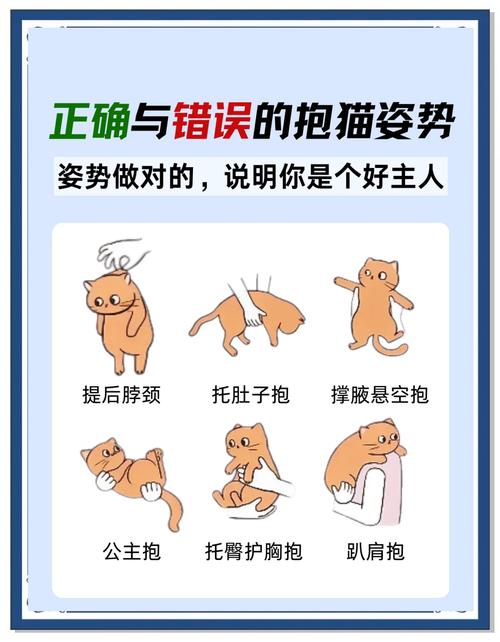 猫护食怎么纠正