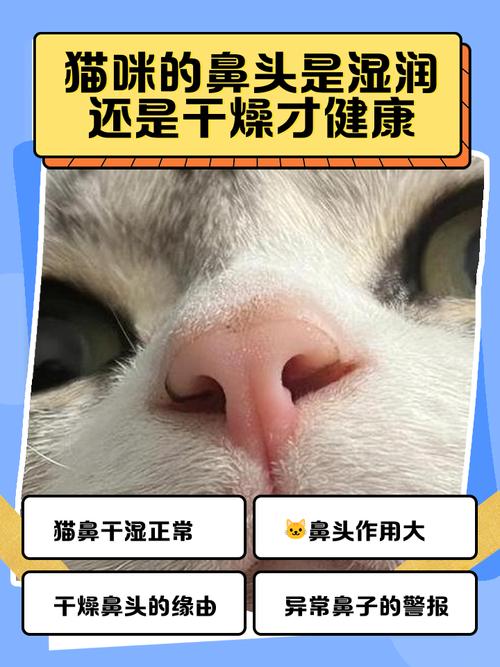 猫咪鼻子湿湿的正常吗?