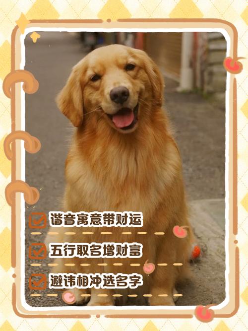 金毛犬有招财寓意的名字有哪些?