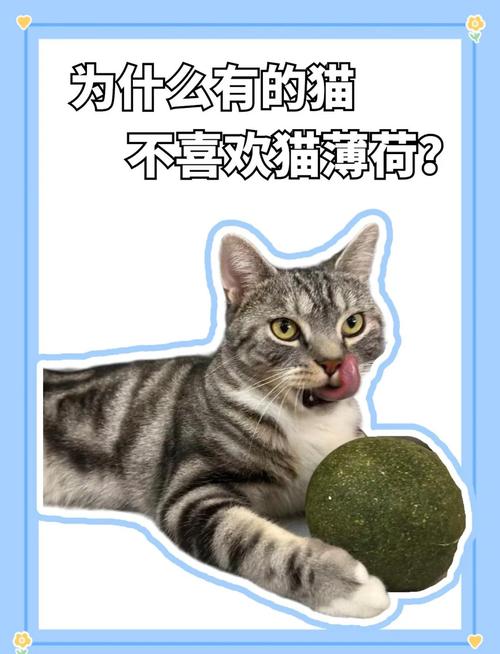 猫为什么喜欢吃猫薄荷