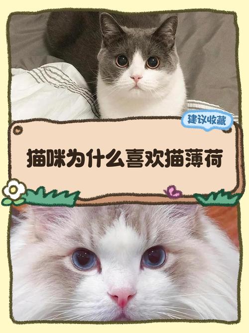 猫为什么喜欢猫薄荷?