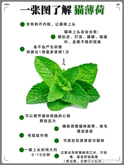 猫为什么喜欢猫薄荷