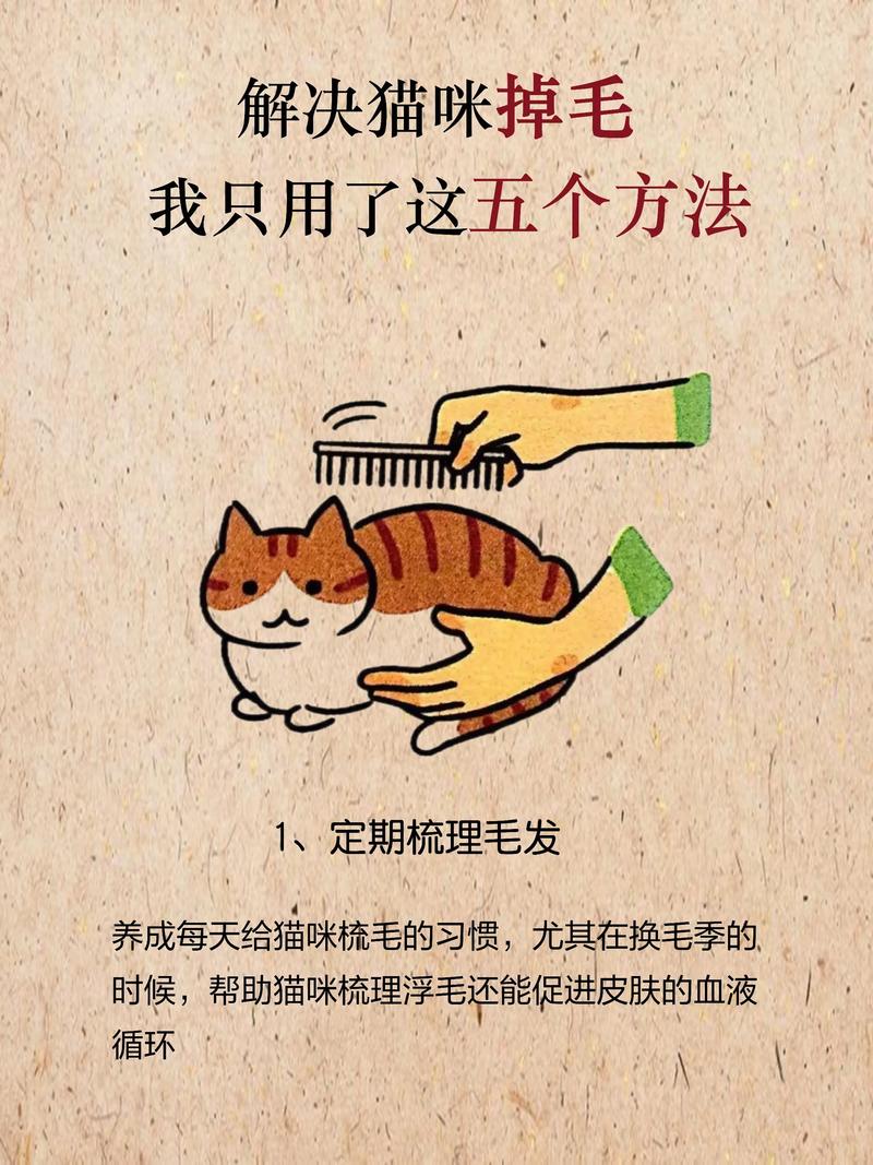 怎么改善猫咪掉毛严重的问题