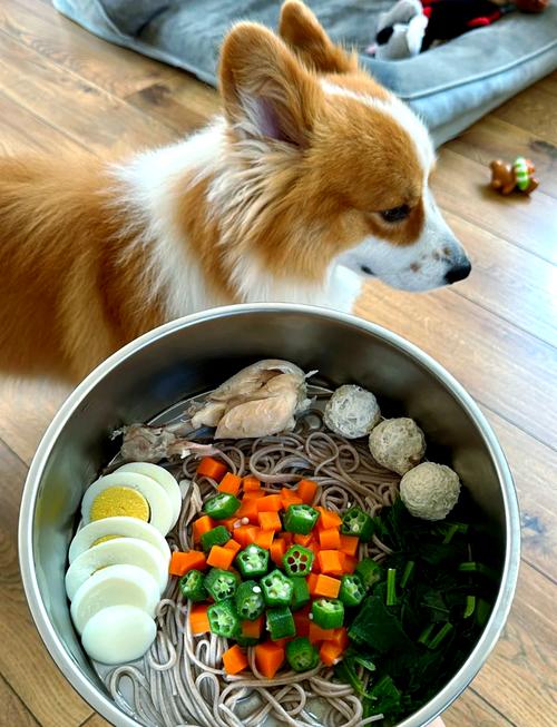 金毛可以吃什么面条吗