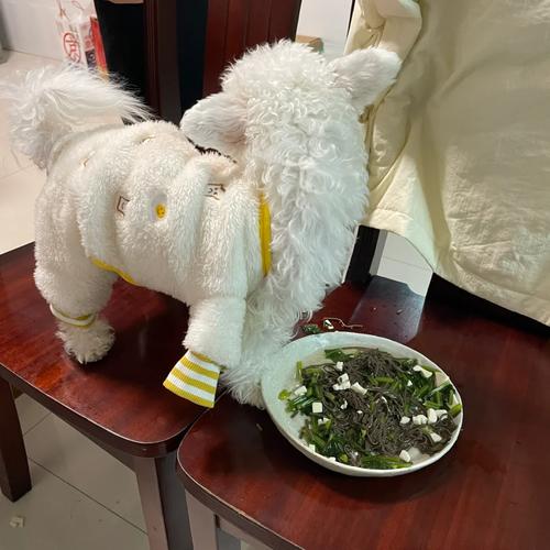 比熊可以吃荞麦面吗?