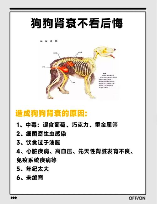 狗狗最近总是尿多尿频怎么办呢