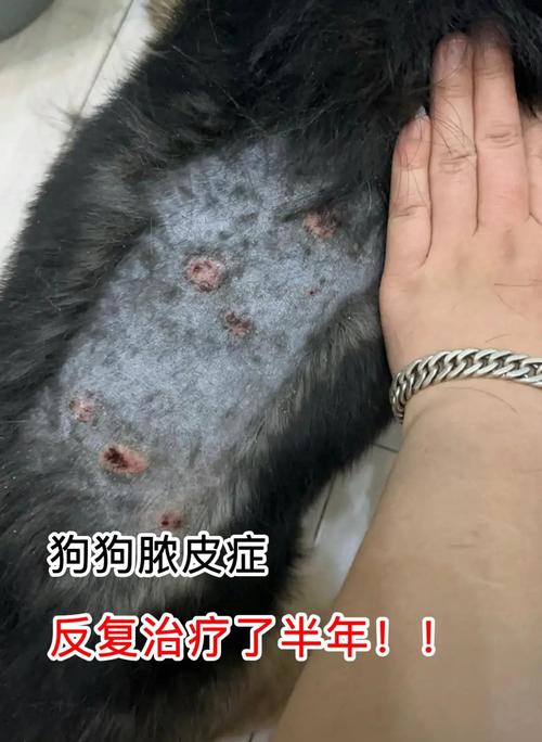 为什么狗狗会得脓皮症?