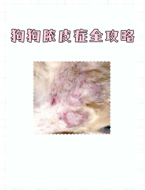 狗狗浅表脓皮症怎么办能治好吗