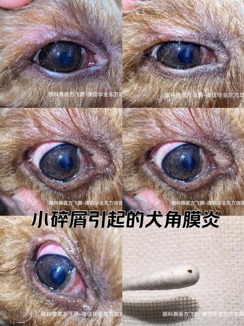 狗狗角膜炎怎么治疗?用什么药