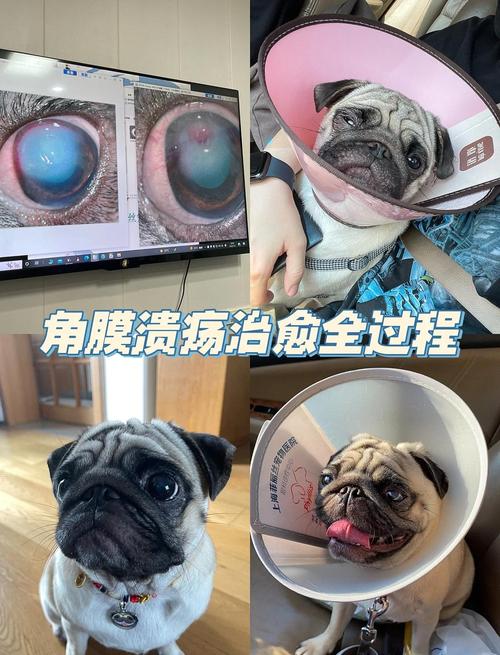 狗狗角膜炎用什么药好,治疗及用药心得