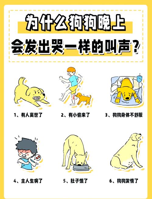 狗狗每天6点就叫怎么治