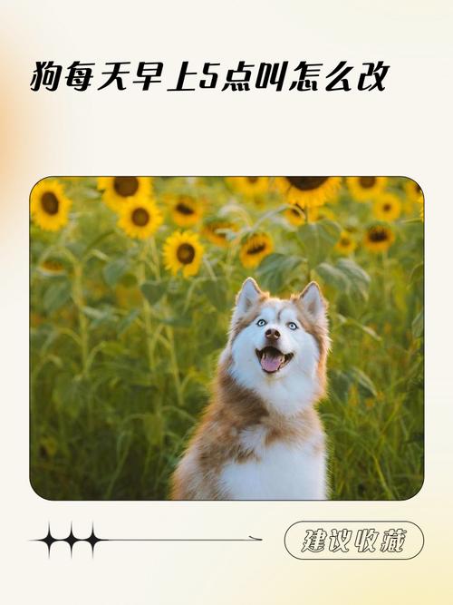 如何让狗早上〖Five〗、6点不叫?