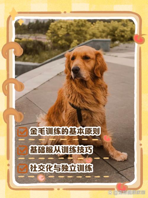 怎样训练金毛狗狗