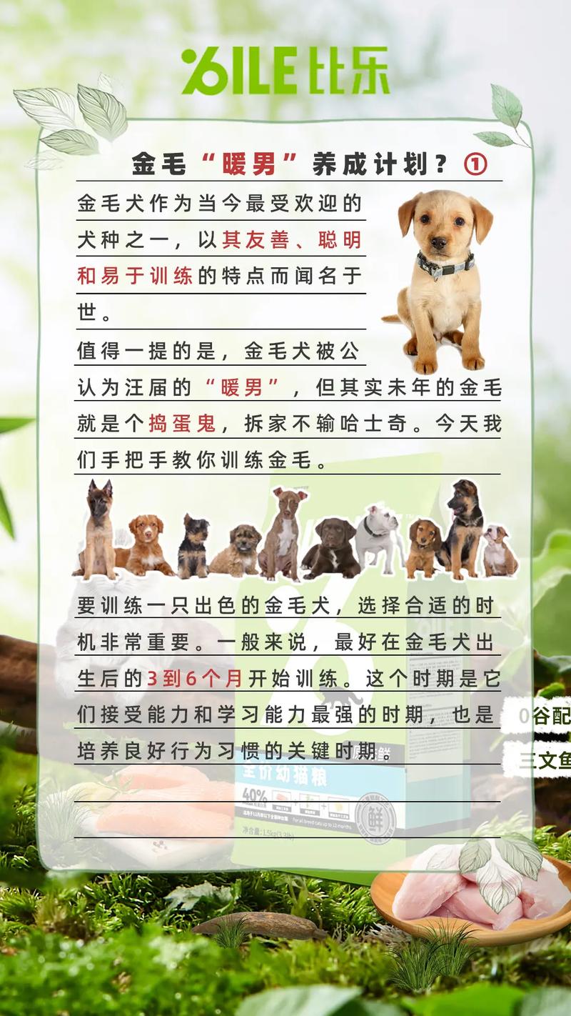 金毛寻回犬怎么训练?怎么训练好自己的狗狗?