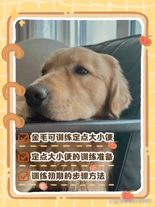 训练金毛狗的方法