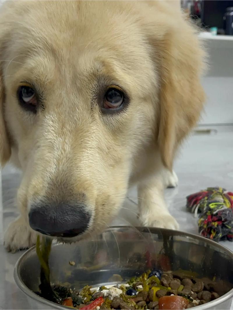 狗狗吃饭为什么哭了