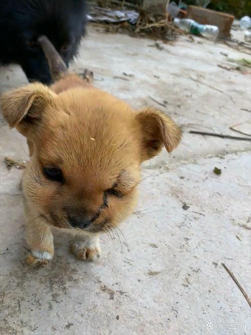 狗狗的脸肿了自己能好吗