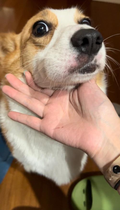 狗脸肿了会自己消肿吗