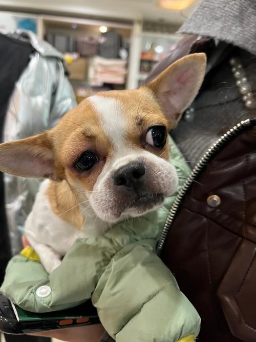 狗脸肿了是怎么回事