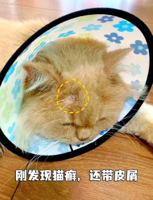 20天的小猫长猫癣怎么办