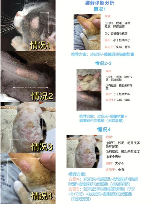 小猫得了猫癣怎么治好得快