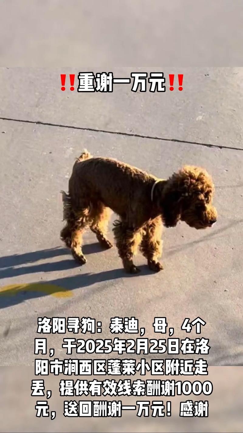 四个月的泰迪狗狗一天吃一只蛋黄好吗?