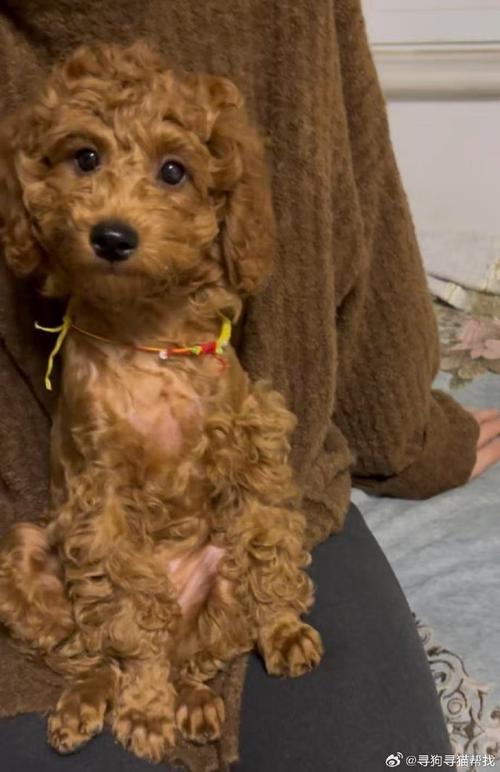 狗狗一天一个蛋黄可以吗