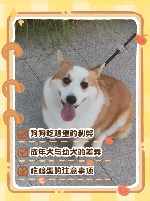 柯基犬可以每天吃一个蛋黄吗