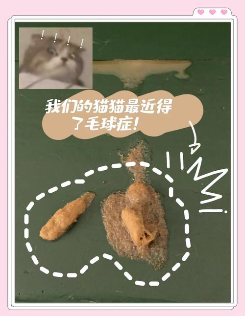 猫咪胃里有毛球的表现有哪些