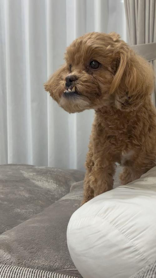 泰迪天坑是什么意思