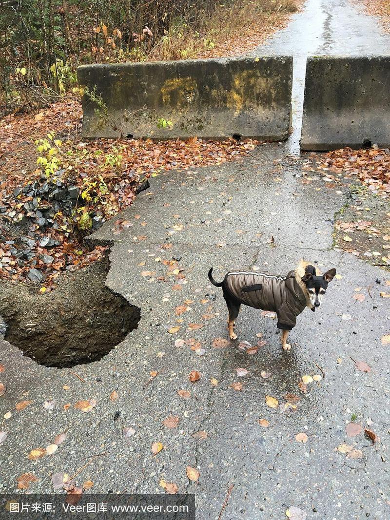 博美有天坑一定是小体吗