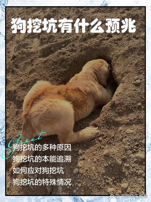 比熊带天坑什么意思