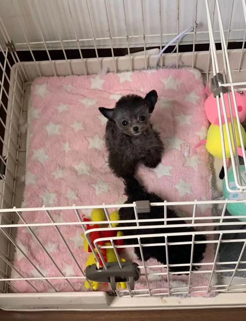 茶杯泰迪头上有天坑正常吗