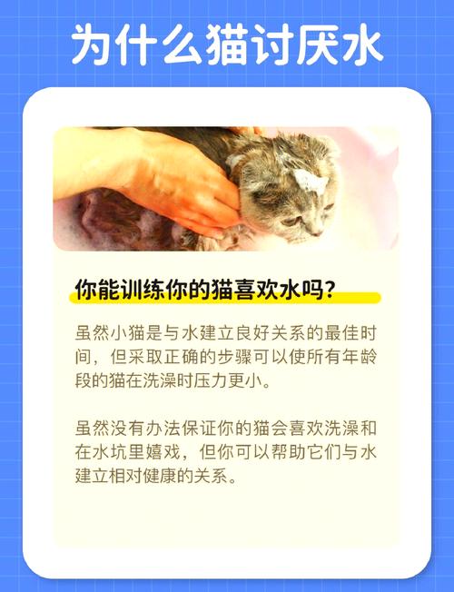 猫咪为什么怕水